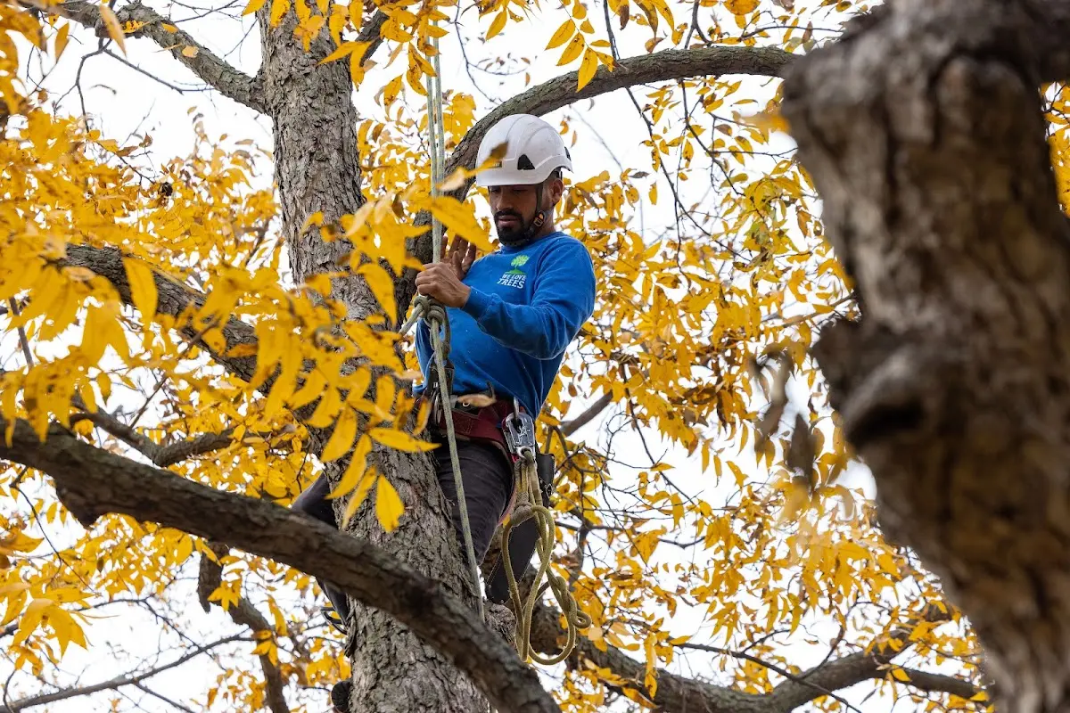 Skilled Tree Planing crew working in Lima