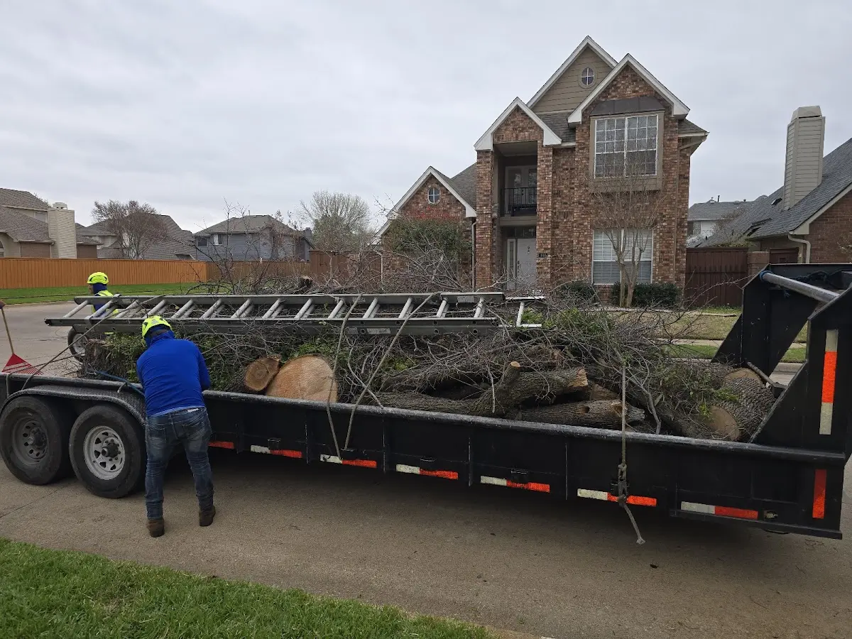 Expert Tree Pest Control with proper safety equipment in Lima